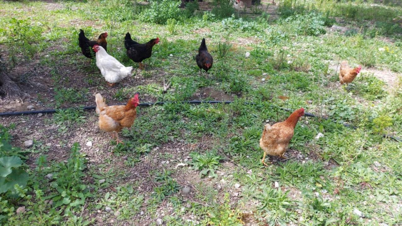 Agritourism Cottage Near Sitia Екстер'єр фото
