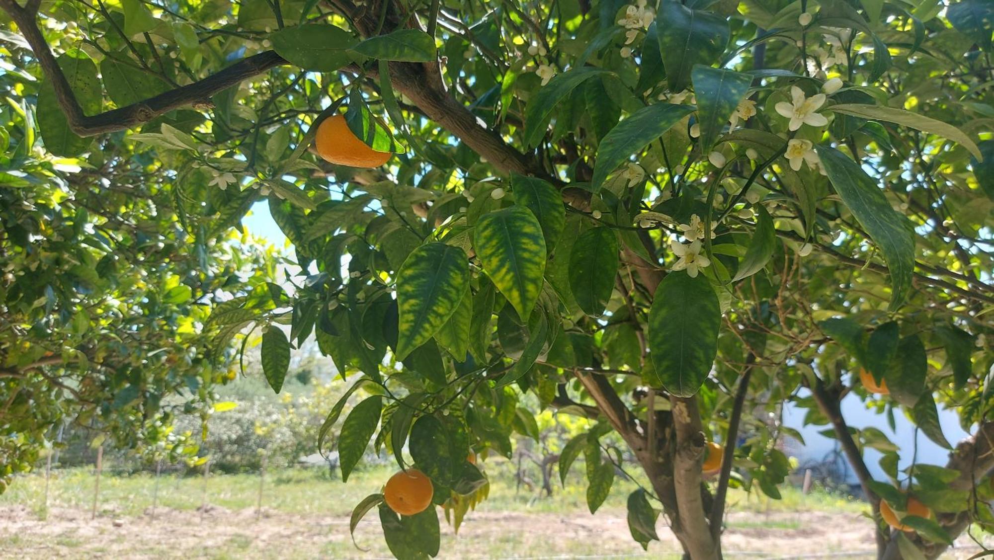 Agritourism Cottage Near Sitia Екстер'єр фото