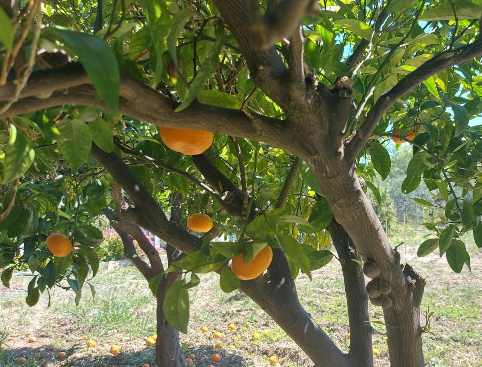 Agritourism Cottage Near Sitia Екстер'єр фото